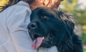 狗狗討厭刷牙，有口臭該怎麼辦? VOHC認證潔齒嚼片有效維持口腔健康